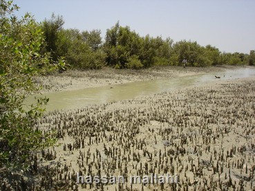 Avicennia (mangrove) forest-جنگلهای بوعلی سینا (حرا) در کرگان